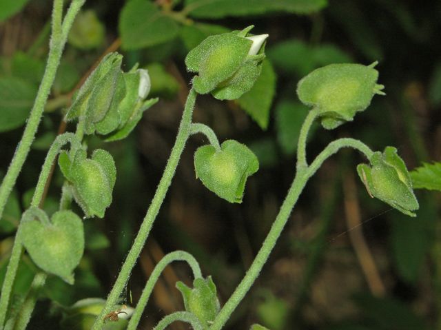 Cistus salvifolius / Cisto femmina
